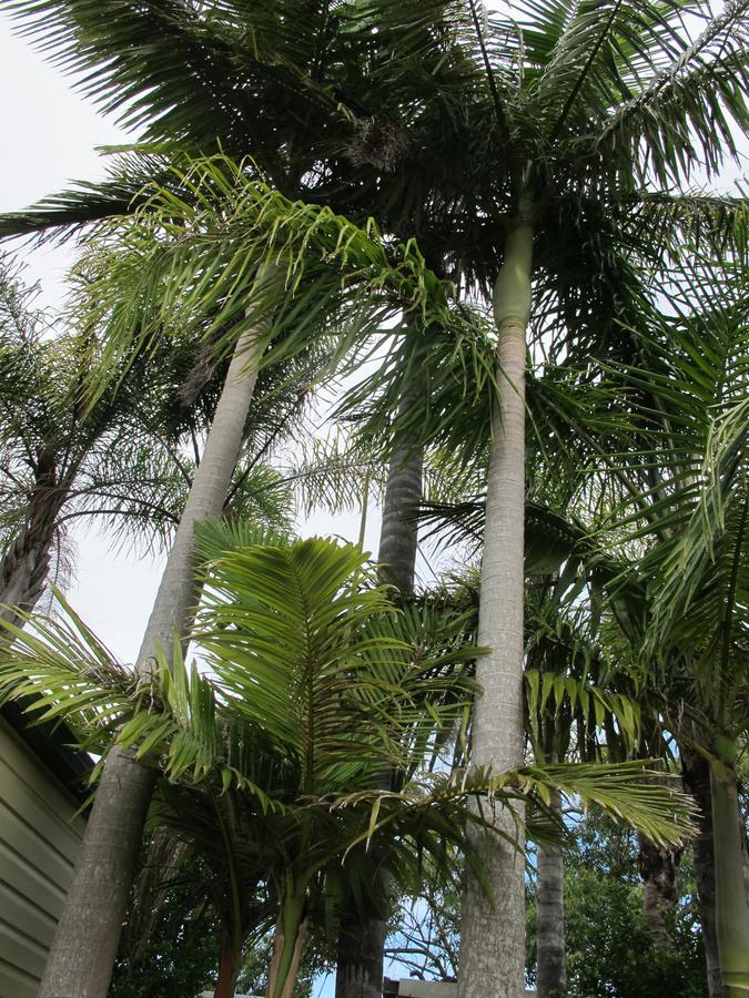 Melaleuca Caravan Park Port Macquarie Dış mekan fotoğraf